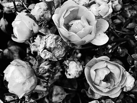 Rosen in Schwarz-Weiß von Max